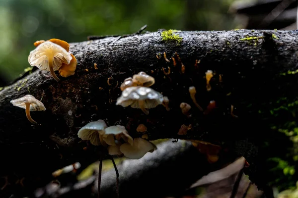 森の丸太の下から成長する小さなキノコ — ストック写真