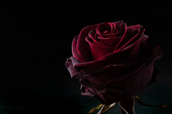 Rosa Roja Sobre Fondo Negro — Foto de Stock