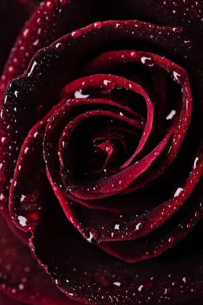 Macro Rosa Roja Con Gotas Agua — Foto de Stock