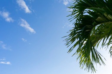 Hindistan cevizi palmiye yapraklarının yakın plan görüntüsü Meksika 'da mavi gökyüzünün arka planına karşı. Grafiksel Kaynak