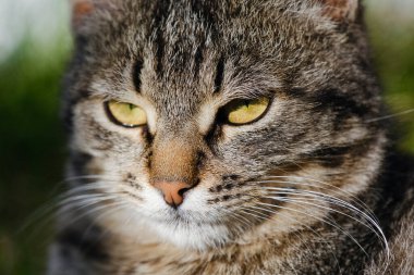 Sarı gözlü, tüylü bir sokak kedisinin portresi.