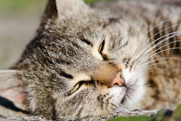 Retrato Gato Vadio Dormindo Perto — Fotografia de Stock