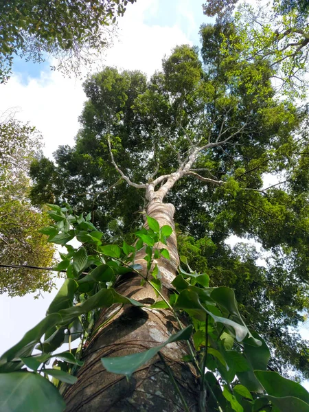 コスト リカの大きな木ですクリーパーがトロコを飛び越えています — ストック写真