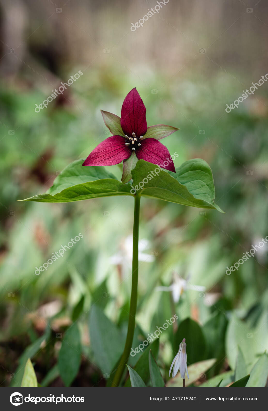 Red Trillium Flower Blooming Forest Floor Ontario Canada Stock Photo by