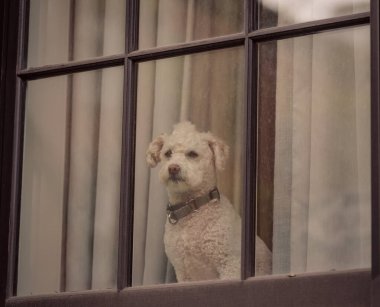 Güzel köpek kulübesi şirin görünüyor.