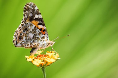 Yeşil arka planda sarı bir çiçekte kelebek