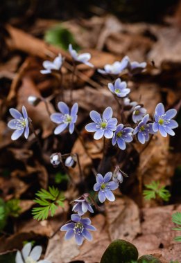 İlkbaharda orman zemininde açan mor hepatika yabani çiçekleri..