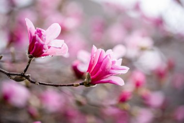 Pembe manolya çiçekleri bir bahar günü bir ağacın dallarında çiçek açar..