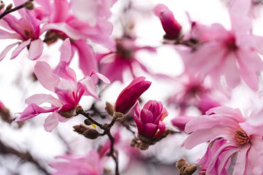 Pembe manolya çiçekleri bir bahar günü bir ağacın dallarında çiçek açar..