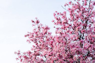 Pembe manolya çiçekleri bir bahar günü bir ağacın dallarında çiçek açar..
