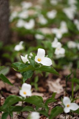 Ontario, Kanada 'da orman zemininde beyaz trillium çiçekleri açıyor.