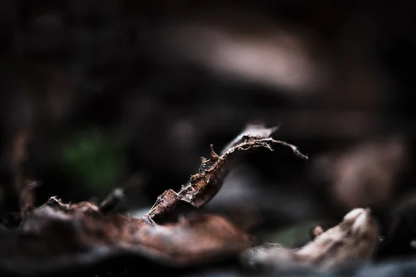 Detailní Záběr Rozpadajícího Listu Ležícího Lesní Podlaze — Stock fotografie