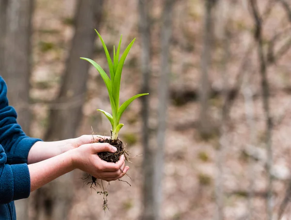 Child Hands Holding Green Plant Blurred Outdoor Background — Stock Photo, Image