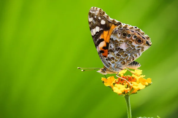 Mariposa Sobre Una Flor Amarilla Sobre Fondo Verde —  Fotos de Stock