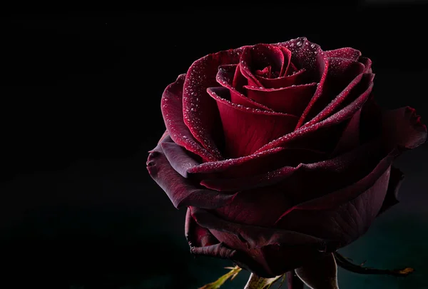 Close Rosa Vermelha Com Gotas Água Fundo Preto — Fotografia de Stock