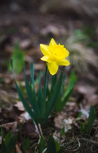 春の日に外に満開の黄色のダフォジル — ストック写真