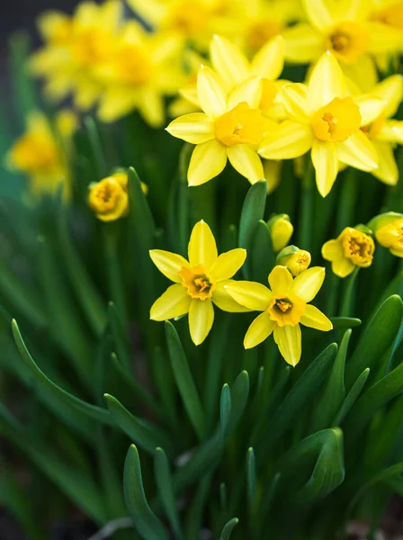 Narcisi Gialli Miniatura Piena Fioritura All Esterno Giorno Primavera — Foto Stock