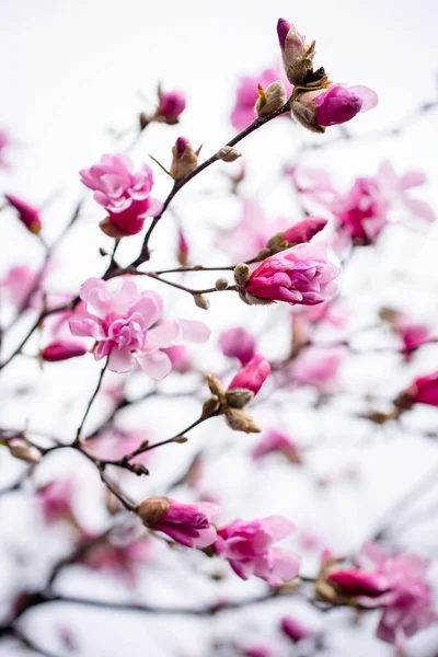 Roze Magnolia Bloemen Bloeien Takken Van Een Boom Een Lentedag — Stockfoto