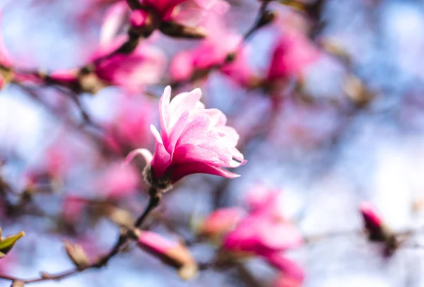 春天里 粉红色的木兰花绽放在树枝上 — 图库照片