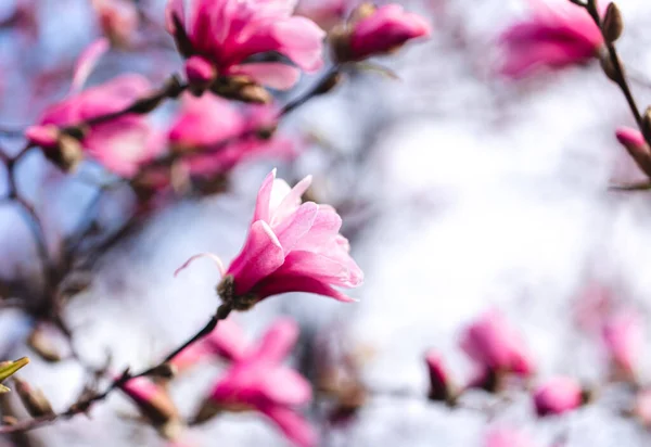 Pink Magnolia Flowers Blooming Branches Tree Spring Day — Stock Photo, Image