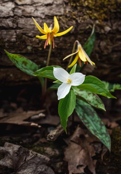 Vadvirágok Nyílnak Erdők Padlóján Ontario Kanada — Stock Fotó