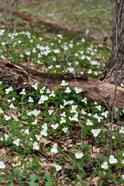 White trillium flowers blooming on the forest floor in Ontario, Canada