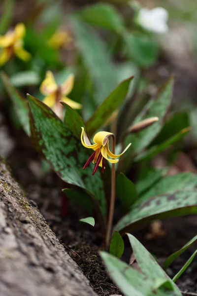 Gele Forel Lelie Wilde Bloemen Groeien Bosbodem Canada — Stockfoto