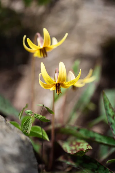 Giallo Giglio Trota Fiori Selvatici Che Crescono Sul Pavimento Della — Foto Stock