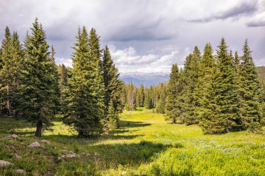 Forest Landscape in the Holy Cross Wilderness, Colorado clipart