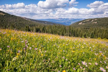 Temmuz 'da kır çiçeği, Kutsal Haç Kırsalı, Colorado