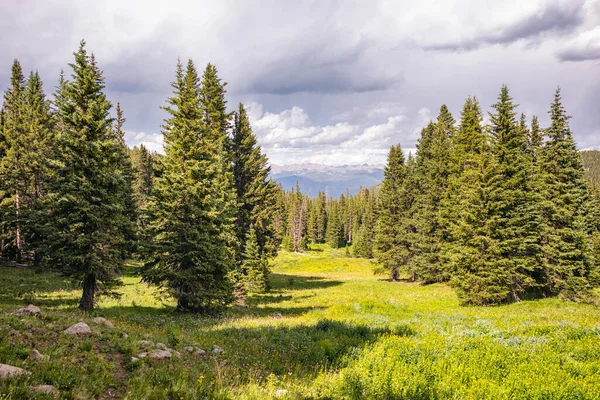 科罗拉多州圣十字荒野森林景观 — 图库照片