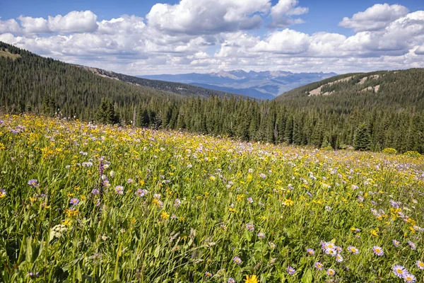 Fleurs Sauvages Juillet Holy Cross Wilderness Colorado — Photo