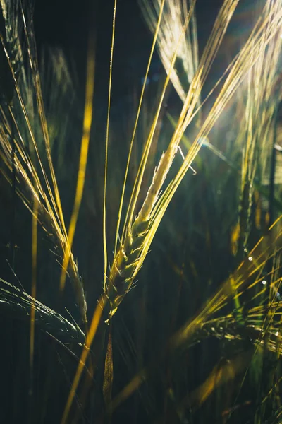Nahaufnahme Eines Schönen Weizens Mit Gelbtönen — Stockfoto