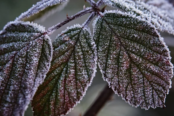 Close Leaves Covered Frost — Stock Photo, Image
