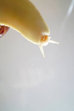 Cam masadaki salyangozun görüntüsü