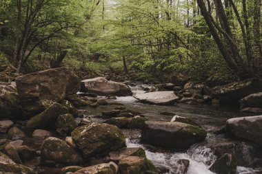 Yeşil Ormandaki Dağ Nehri