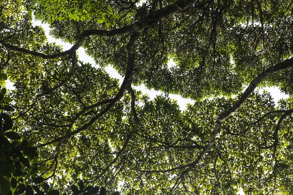 Hermosa Vista Línea Entre Las Copas Los Árboles Verde Parque — Foto de Stock