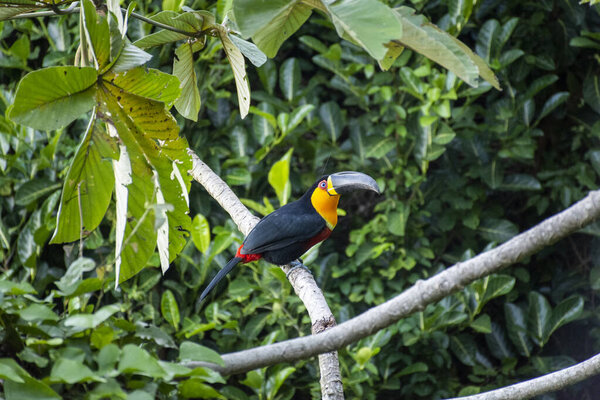 Beautiful view to toucan bird on green Embauba Tree