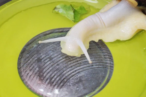 阿霍丁蜗牛在水里洗澡 — 图库照片