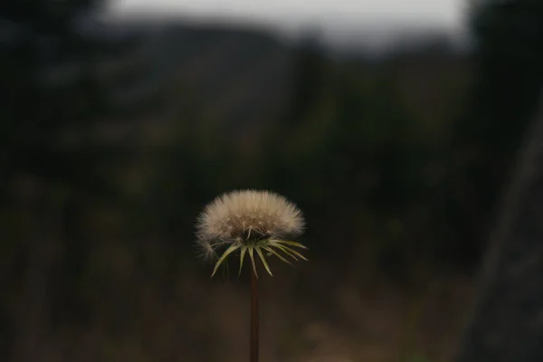 Цветок Одуванчика Фоне Размытого Леса — стоковое фото
