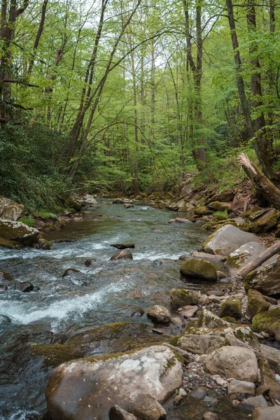 Gebirgsfluss Grünen Wald — Stockfoto