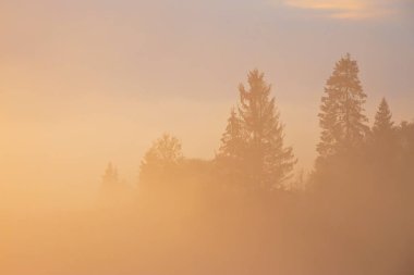 Dağlarda güzel bir sabah, sisin içinde ağaçlar