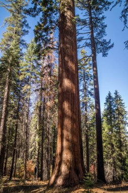 Yosemite Ulusal Parkı 'ndaki ünlü Sekoya ağaçlarının klasik manzarası.