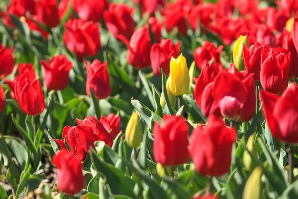 Piękne Pole Czerwonych Tulipanów Wiosna Kwiat Zewnątrz Tło — Zdjęcie stockowe