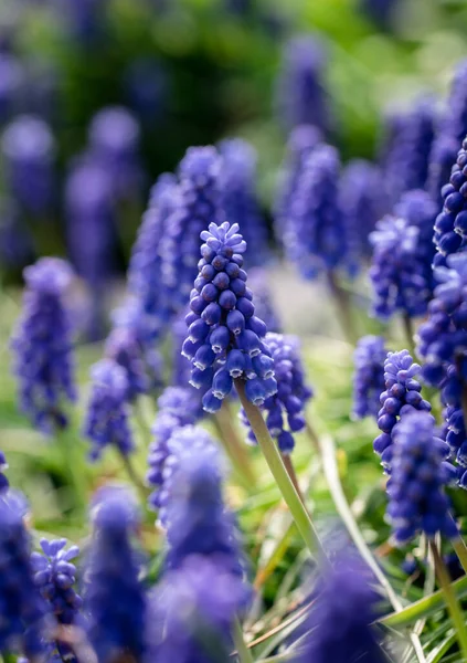 Κοντινό Πλάνο Του Μπλε Μουσκαρί Υάκινθος Λουλούδια Έναν Κήπο Την — Φωτογραφία Αρχείου