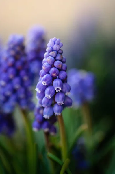 Весной Закройте Цветки Голубой Мускари Гиацинта Саду — стоковое фото