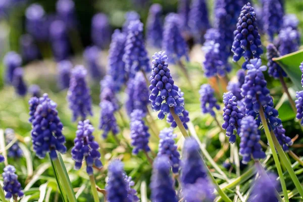 Baharda Bahçede Bir Grup Mavi Muscari Üzümlü Sümbül Çiçeği — Stok fotoğraf