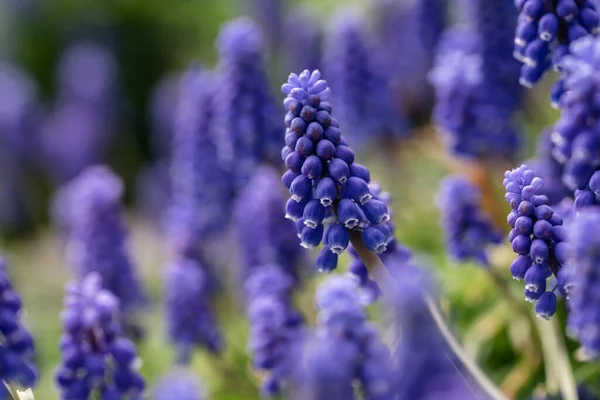 Baharda Bahçedeki Mavi Muscari Üzümlü Sümbül Çiçeklerini Kapat — Stok fotoğraf