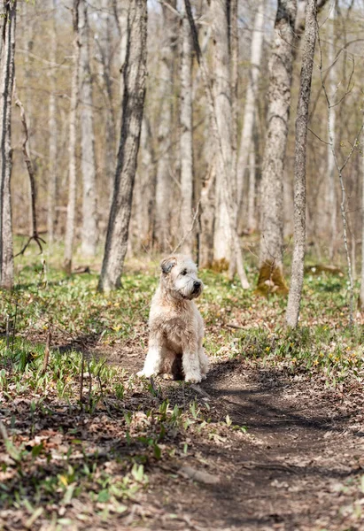 Perro Esponjoso Sentado Camino Través Del Bosque Día Primavera — Foto de Stock