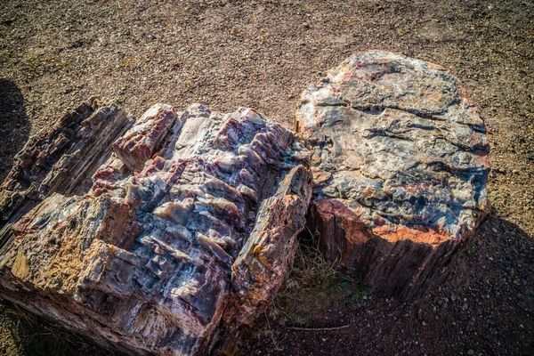 Skamieniałe Drewno Późnego Triasu Okresu Petrified Forest Nationa Park — Zdjęcie stockowe